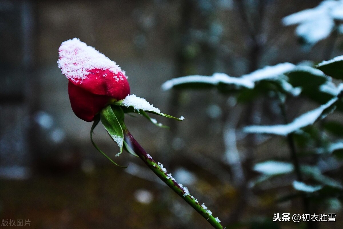 冬日明花月季四首：莫道花无百日红，此花无日不春风