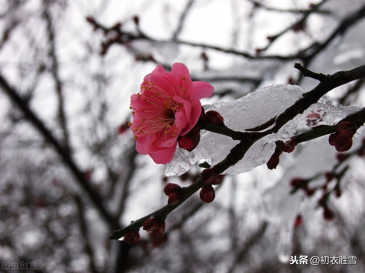 风雪梅花深情美句，十日恶风三尺雪，梅花谁与问平安？