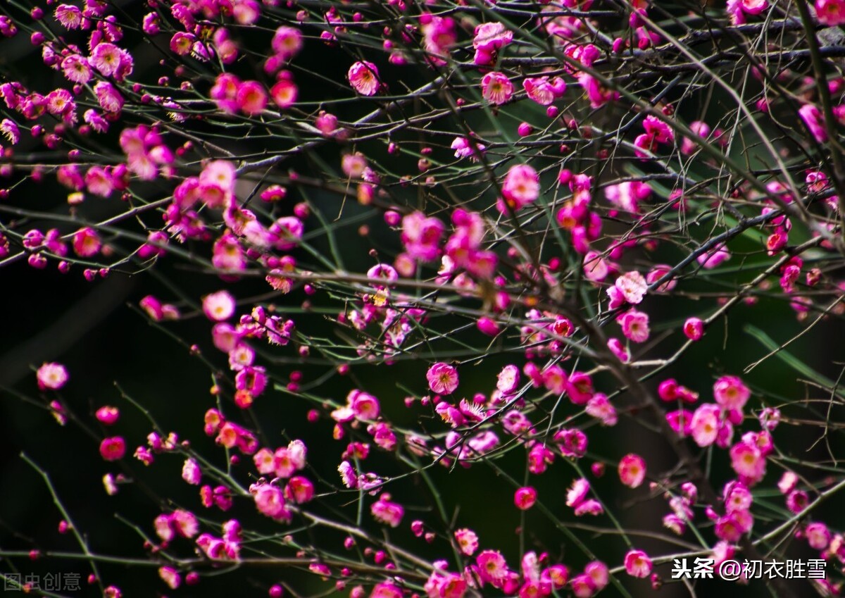 张问陶《梅花诗》气韵十足，难怪他的妻子，愿意不辞清瘦作梅花