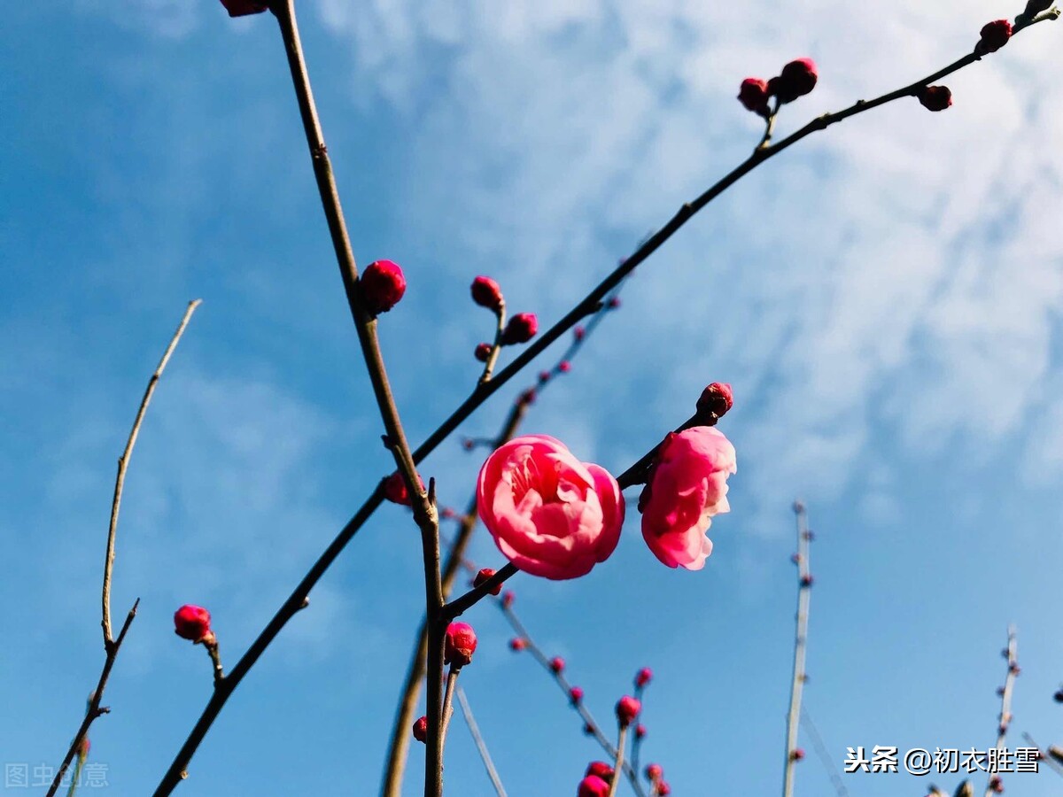 忆梅古诗词六首，忆梅下西洲，寒梅著花未？