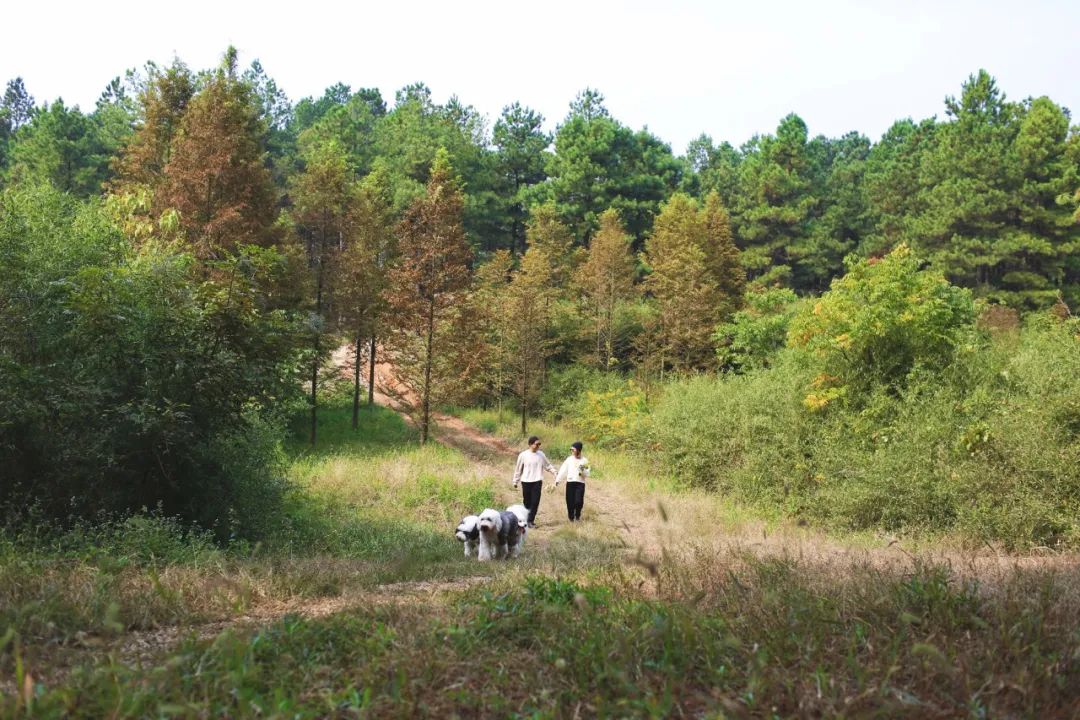 杭州夫妻财务自由后，在野地搭帐篷生活，看到最美的清晨