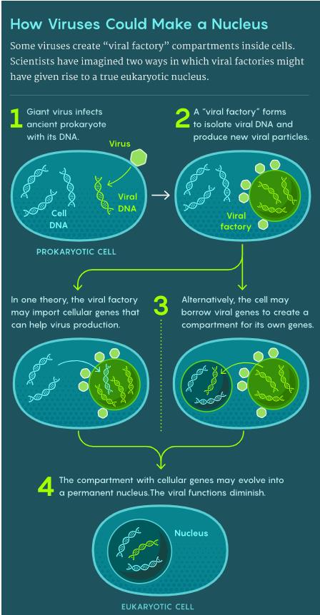 科学好故事｜病毒创造了细胞核？我们究竟从何而来