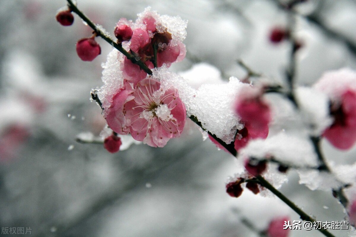 红楼梦诗境，盛大的琉璃世界白雪红梅，为什么出现在农历十月？