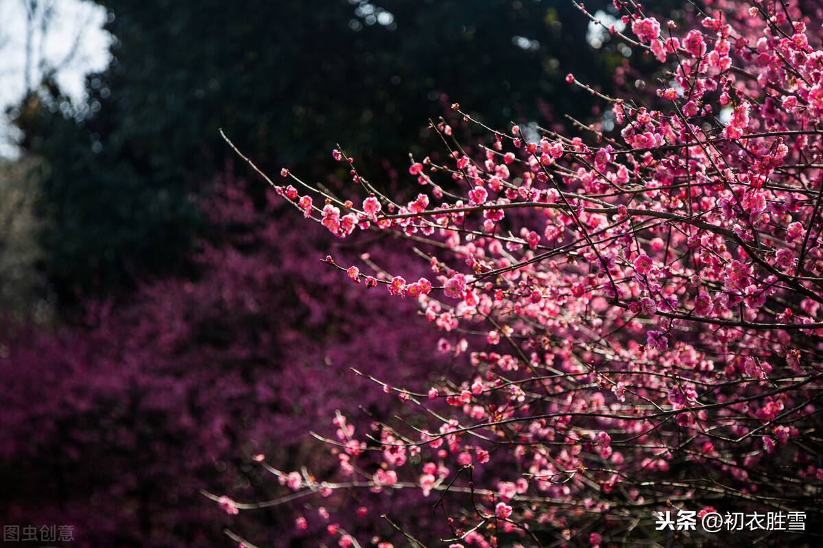 张问陶《梅花诗》气韵十足，难怪他的妻子，愿意不辞清瘦作梅花