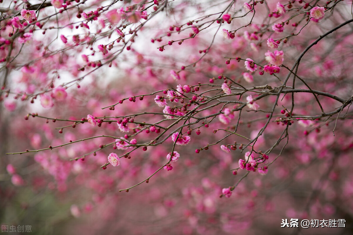 冬夜梅花诗词7首：我念梅花花念我，冻影梅花伴夜灯