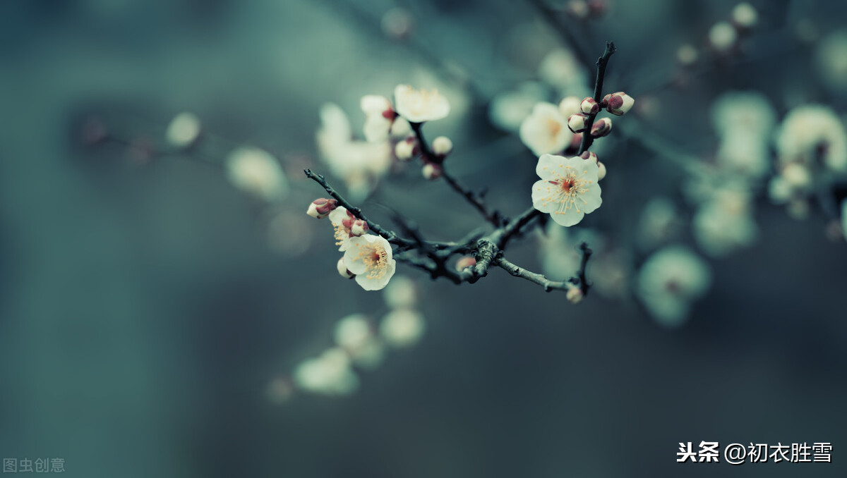 梅花丽句：满城桃李不能春，独向雪花深处，露花身