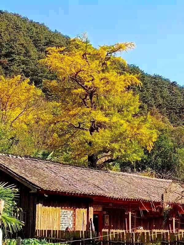 国内这些百年银杏古村，第一个就让人惊艳，私藏着深秋的绝世美景