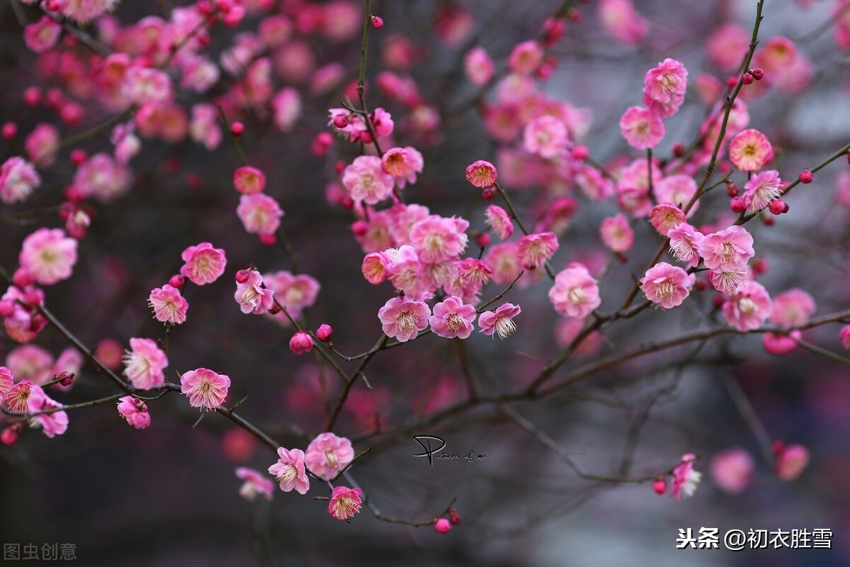 张问陶《梅花诗》气韵十足，难怪他的妻子，愿意不辞清瘦作梅花