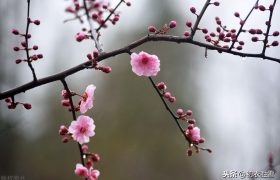 晏几道冬至美词：梅小初开昨夜风，钗头罗胜写宜冬