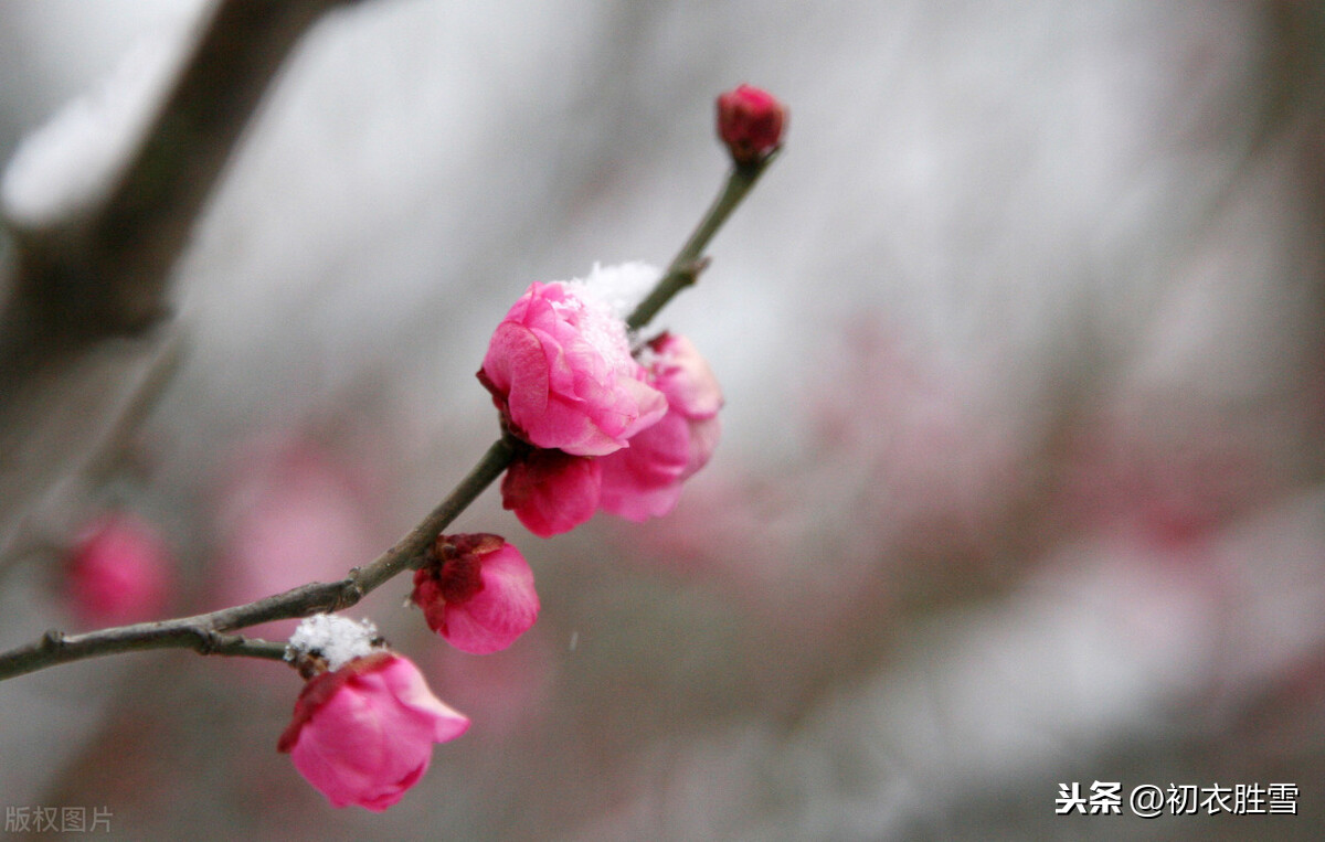小寒节气美词：天寒二九时，可有梅花寄一枝？