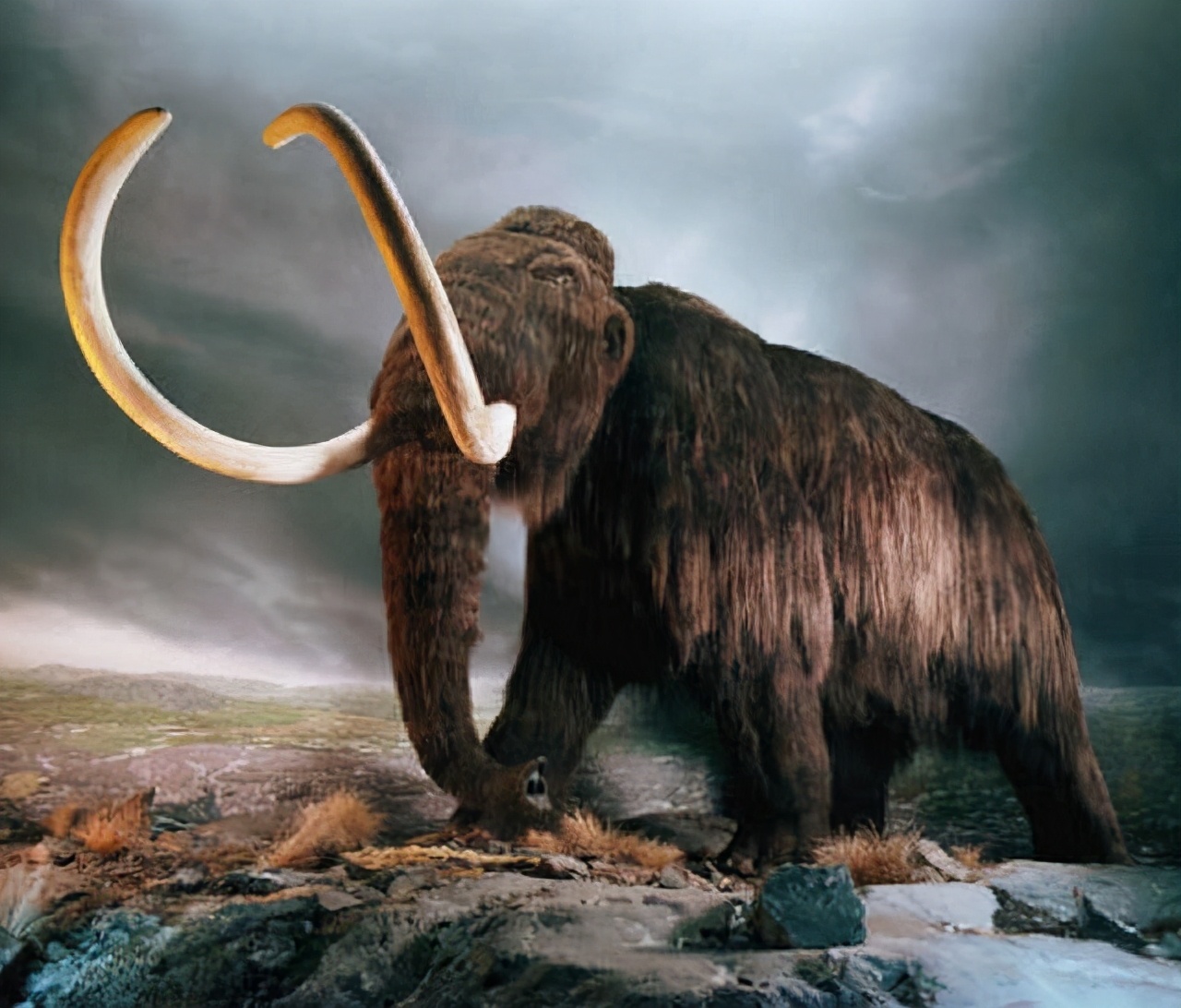 史前生物再现北极，50000年前尸体露出永久冻土，人类应警惕