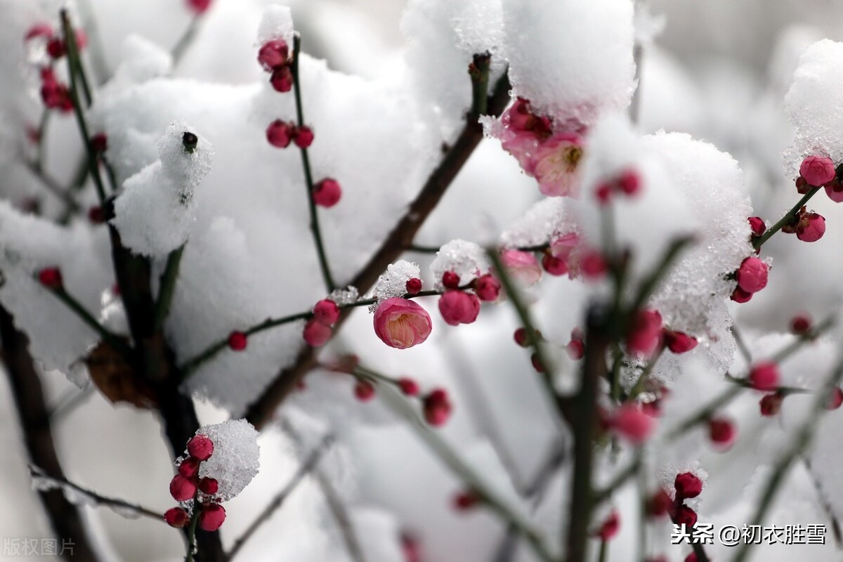 腊前梅雪古诗6首：腊前三白兆丰年，宠光并与梅花新