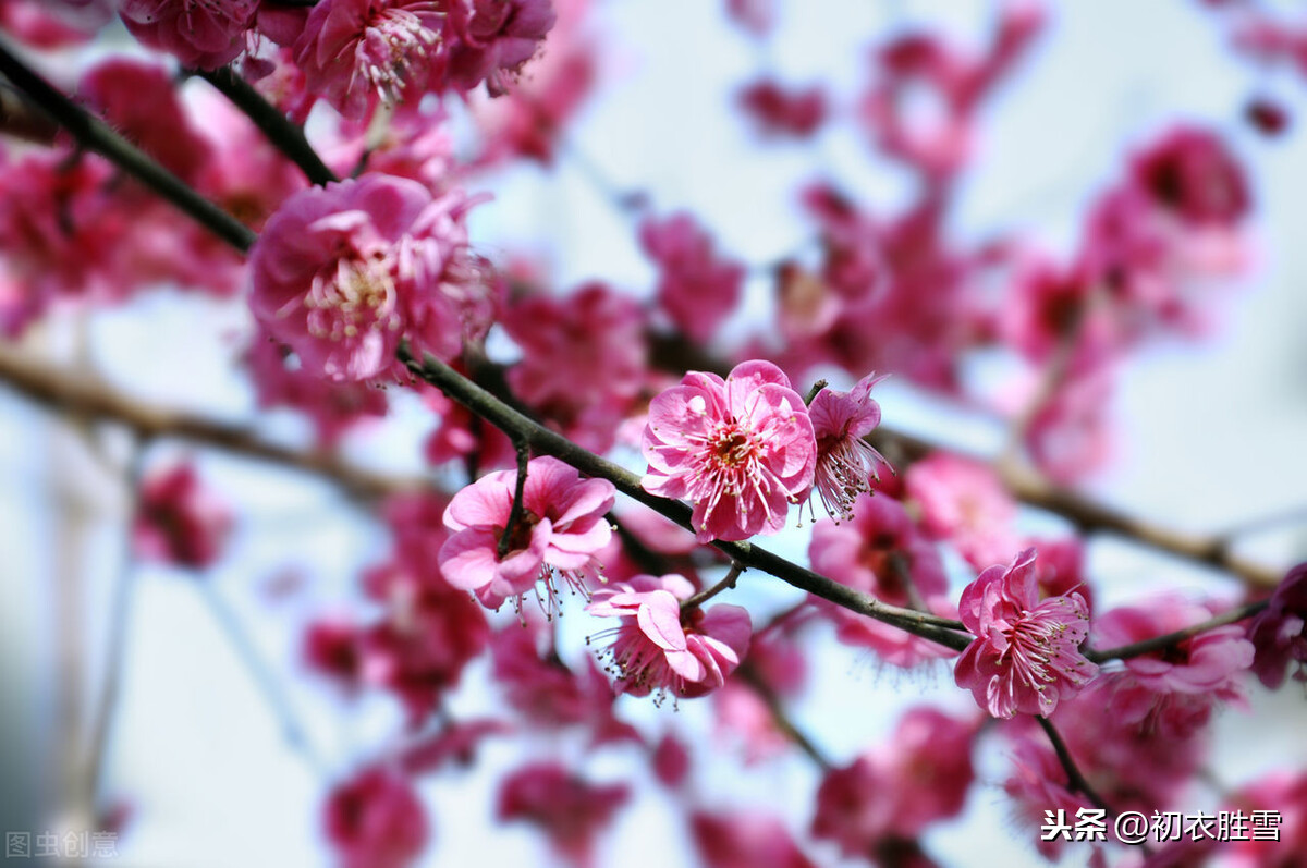 花信风之梅花四首：风信严时清有骨，一枝相对夜开樽