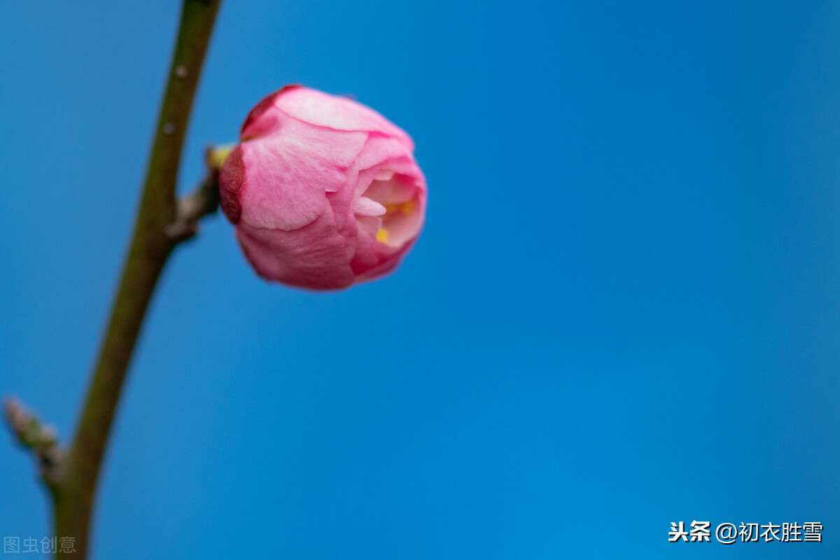 晏几道冬至美词：梅小初开昨夜风，钗头罗胜写宜冬