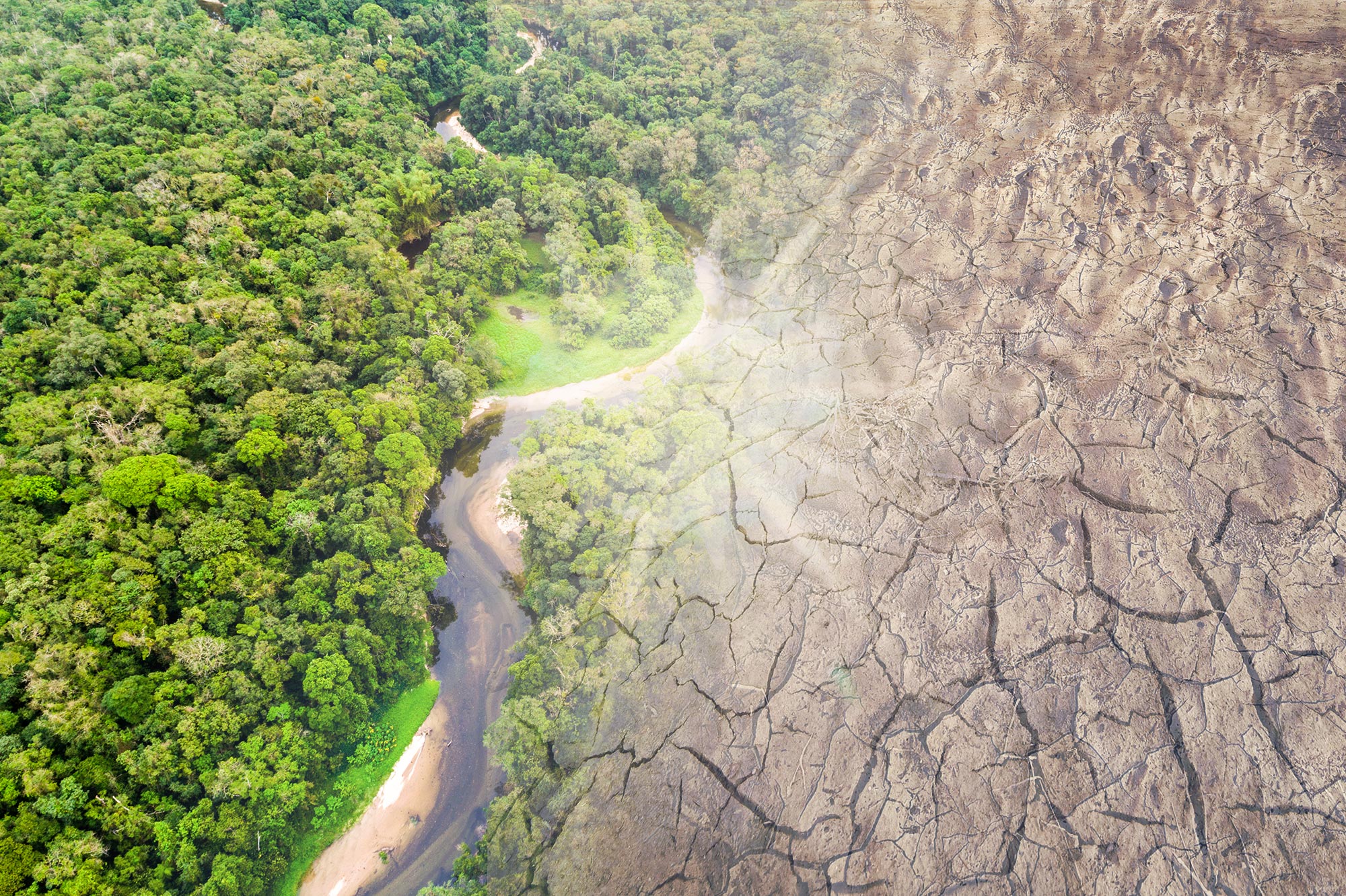 地球主肺或被切掉！科学家预言：2064年亚马逊雨林将彻底崩溃