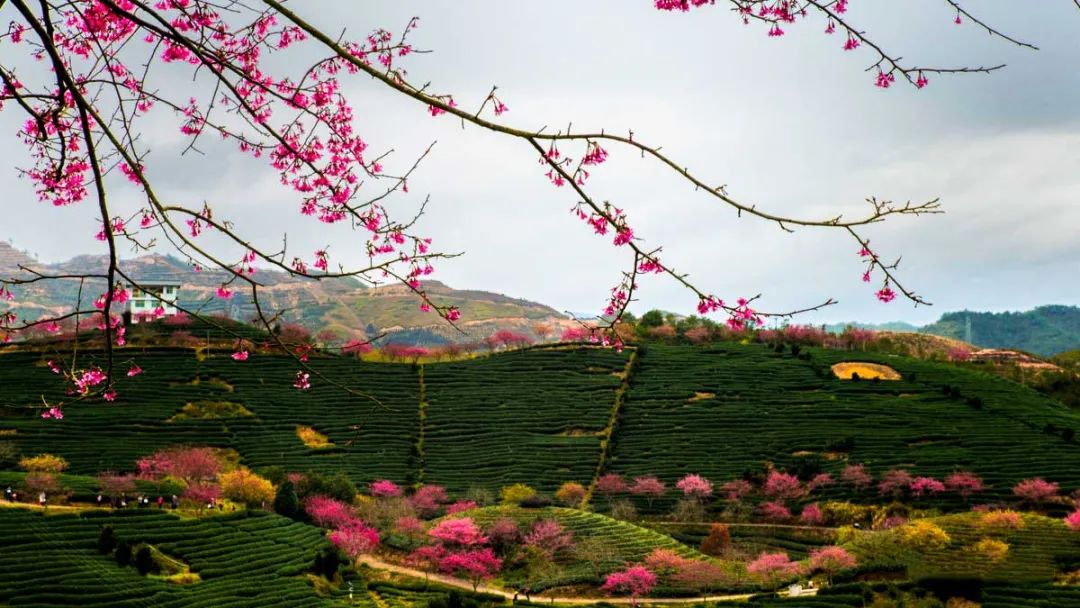 藏在闽西小镇里的赏樱胜地，全国最大的樱花园，是日本冲绳的5倍