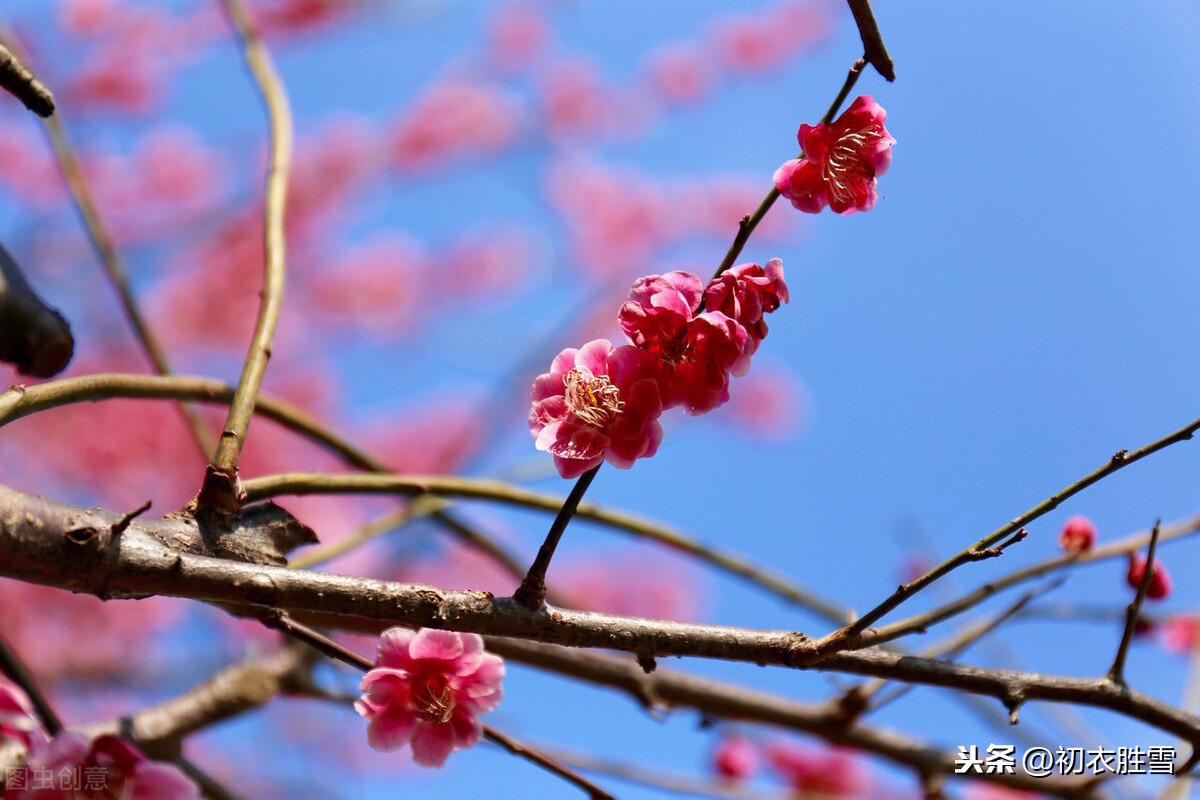 花信风之梅花四首：风信严时清有骨，一枝相对夜开樽