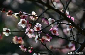 苏曼殊梅花诗四首，淡写梅花深着意，胭脂和泪落纷纷