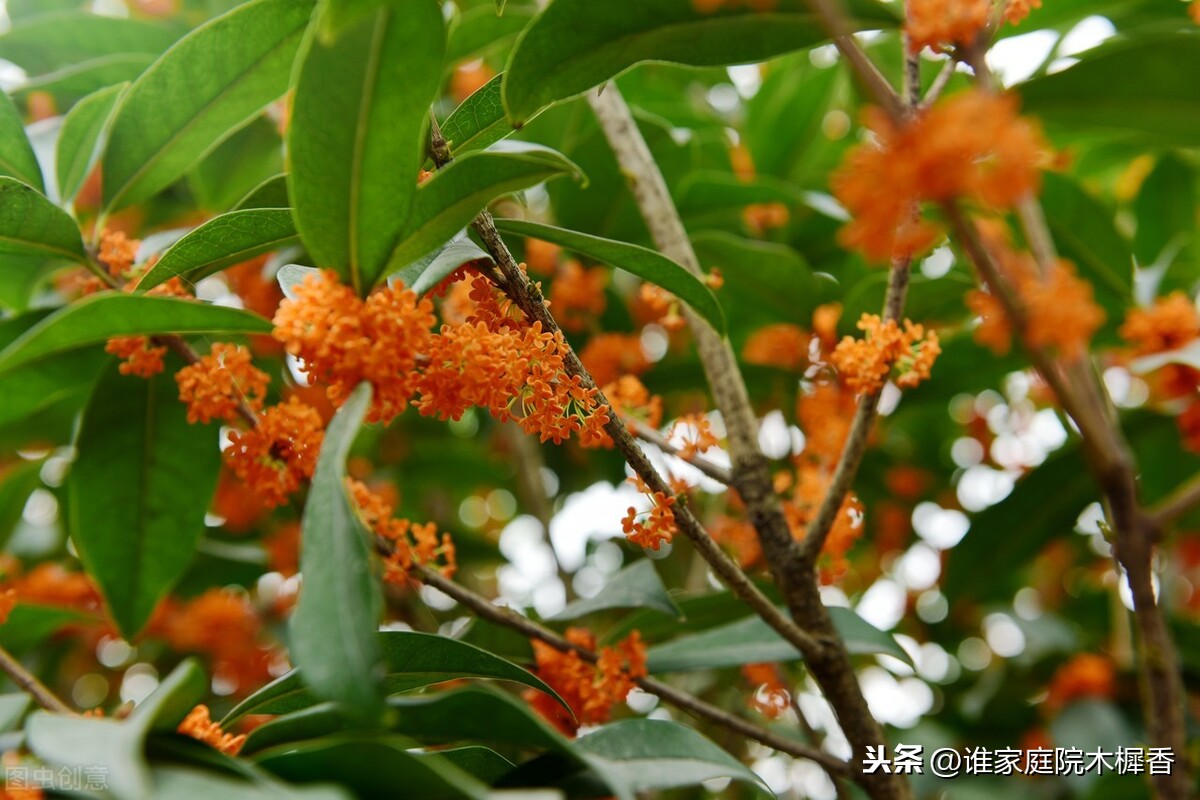 李清照在青州隐居和晚年病中写的两首桂花词，婉约动人，各有千秋