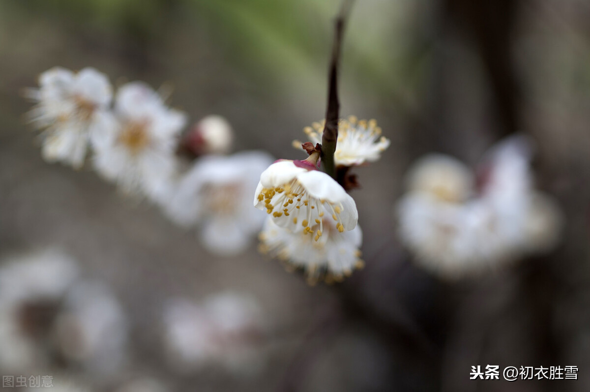 晏几道蕴藉温柔的梅花情词：江南未雪梅花白，淡烟微月中