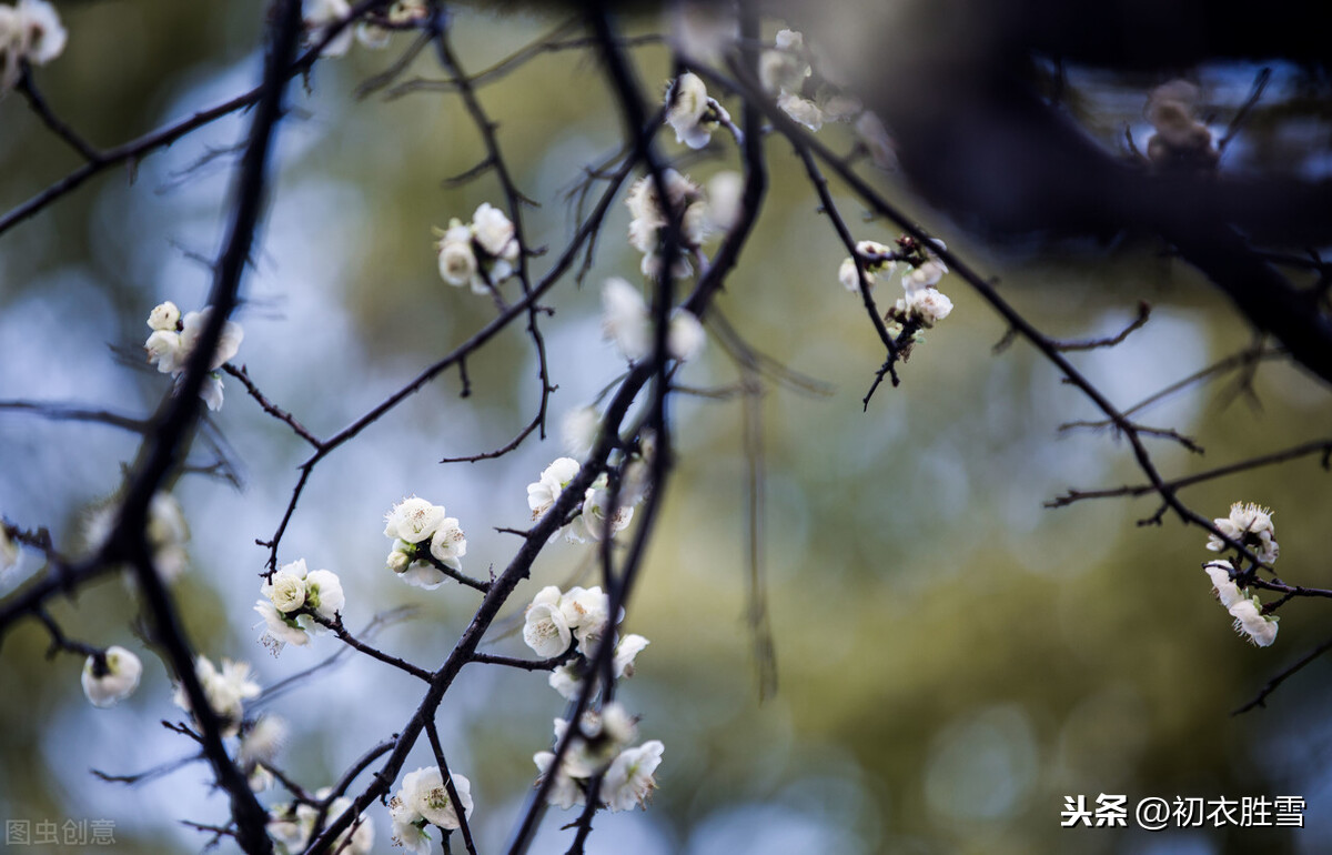 张问陶梅花丽句：雪花吹影一重重，便买胭脂画不浓