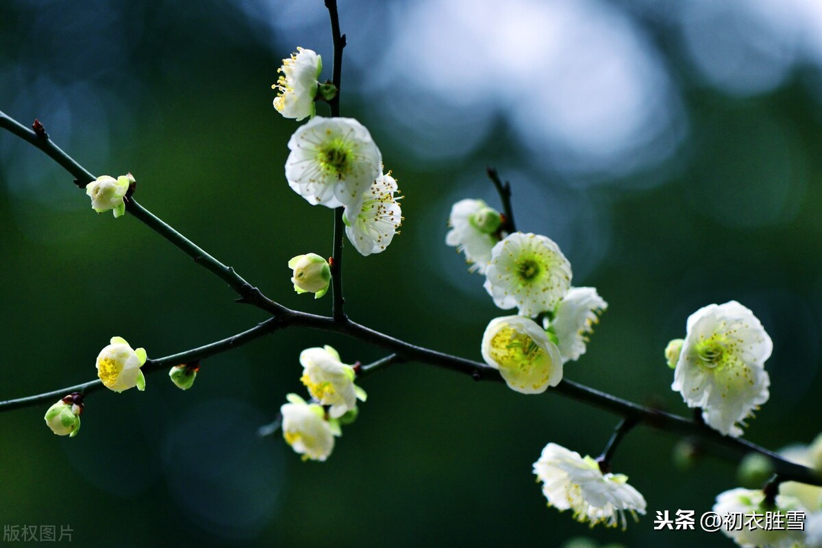 赏读李商隐梅花早春：梅应未假雪，柳自不胜烟