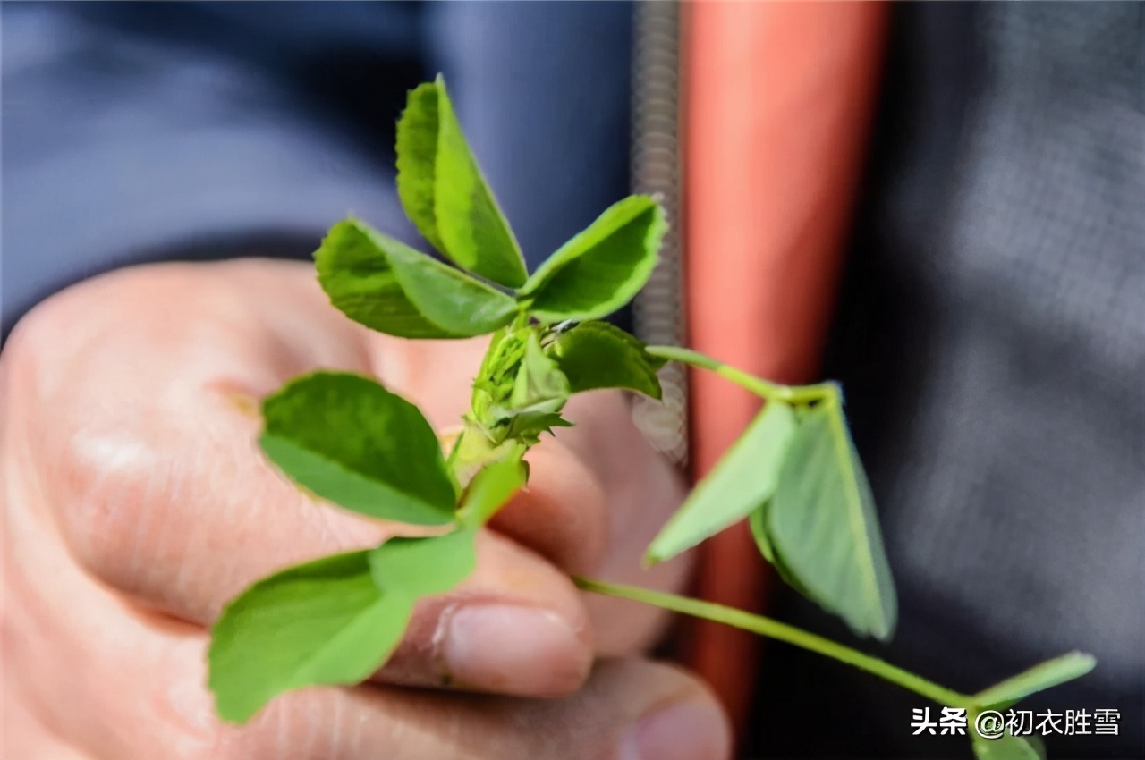 冬草苜蓿：谁言冰雪冷，冬深苜蓿青，不用梅稍看，低头已是春