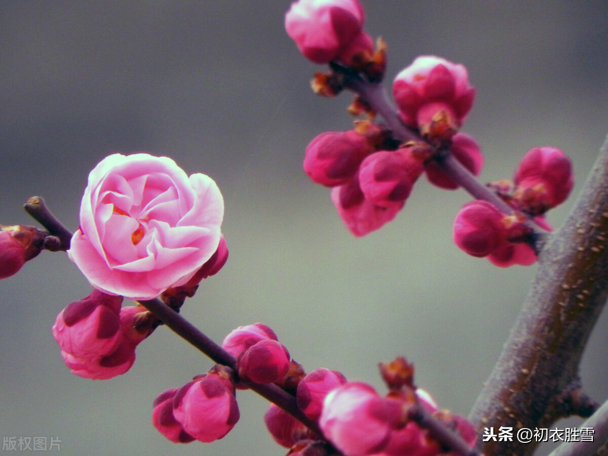 花信风之梅花四首：风信严时清有骨，一枝相对夜开樽