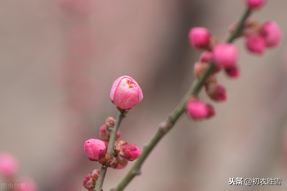 小寒节气晏殊词：急景流年都一瞬，寒梅已作东风信