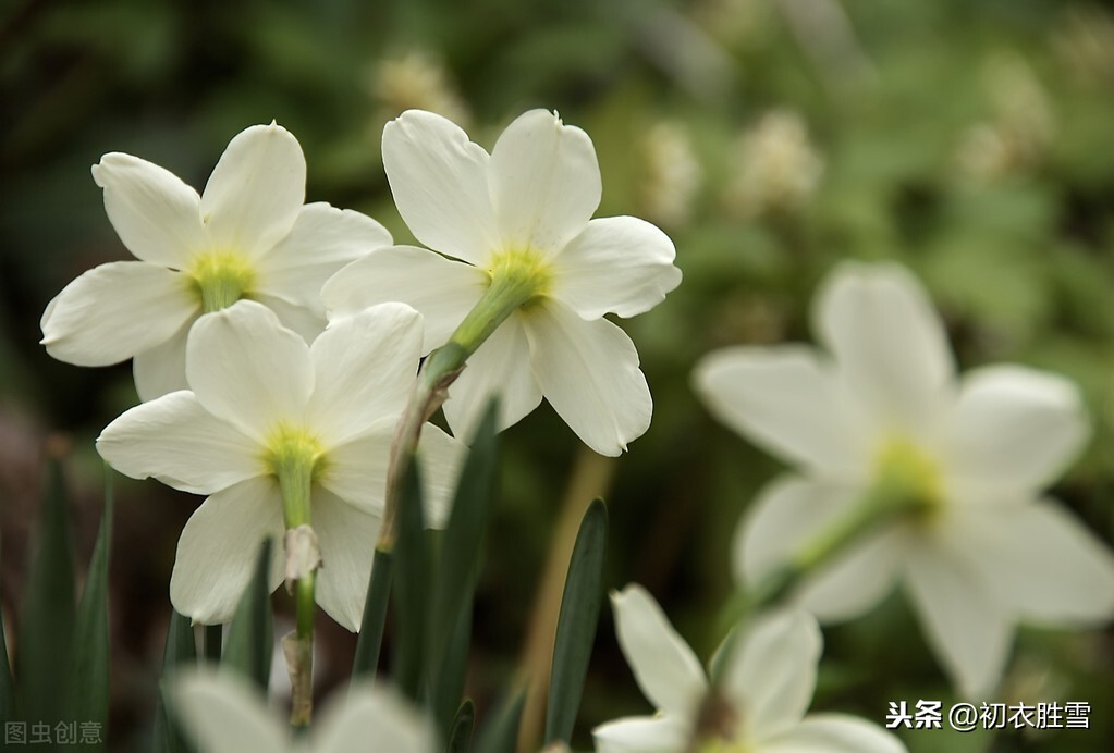 黄庭坚水仙花四首：得水能仙天与奇，仙风道骨今有谁？