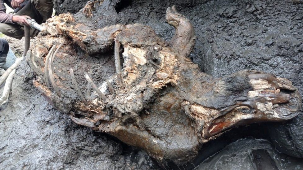 史前生物再现北极，50000年前尸体露出永久冻土，人类应警惕