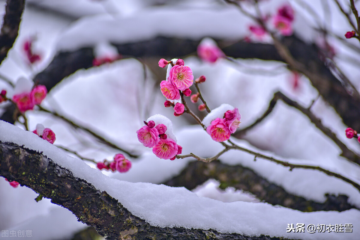 硬气梅花：千霜万雪，生来瘦硬，不怕角声彻