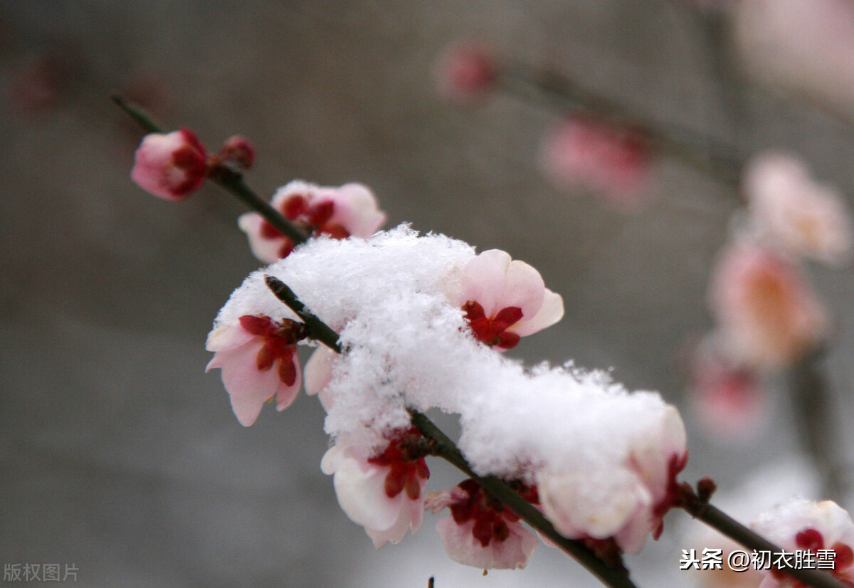 小寒节气美词：天寒二九时，可有梅花寄一枝？