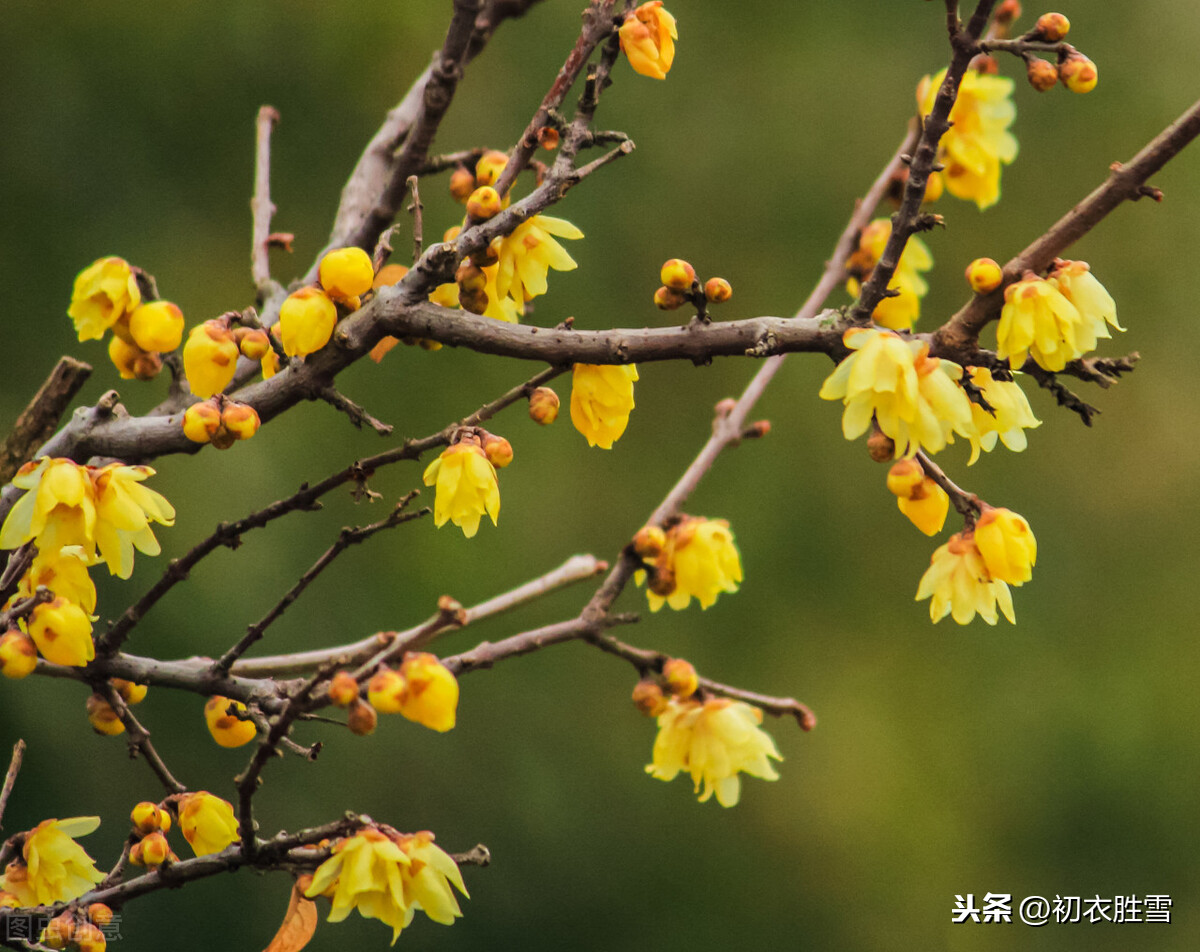 小寒节气腊梅花5首：先于早梅开，从来傲雪霜