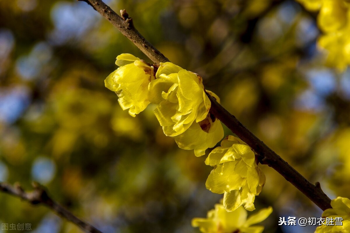 小寒节气腊梅花5首：先于早梅开，从来傲雪霜