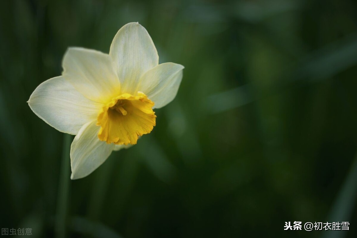 李商隐和温庭筠，晚唐双玉剑，动人水仙花