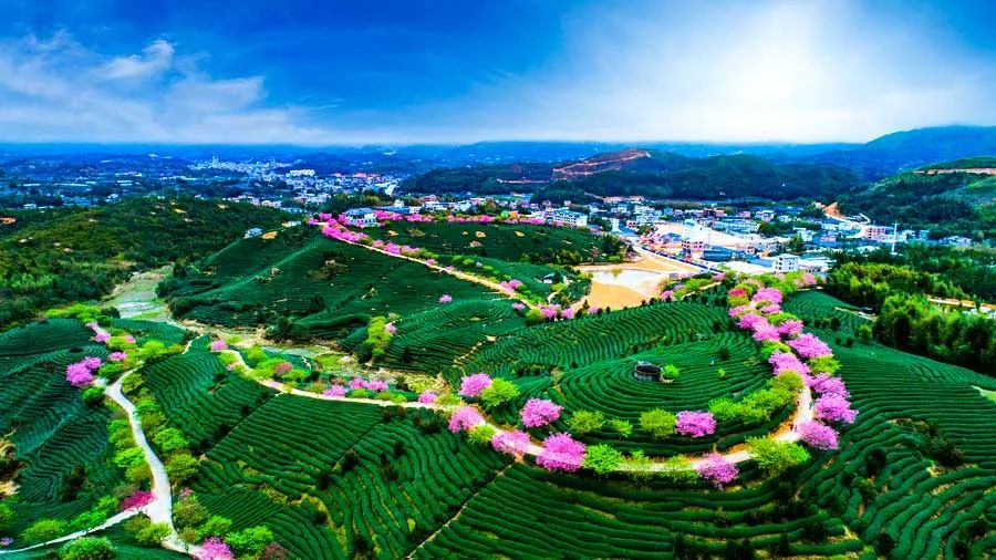 藏在闽西小镇里的赏樱胜地，全国最大的樱花园，是日本冲绳的5倍