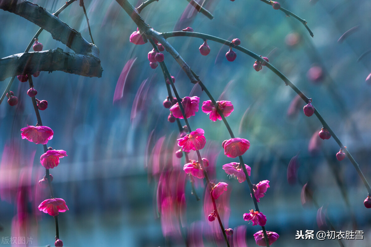 花信风之梅花四首：风信严时清有骨，一枝相对夜开樽