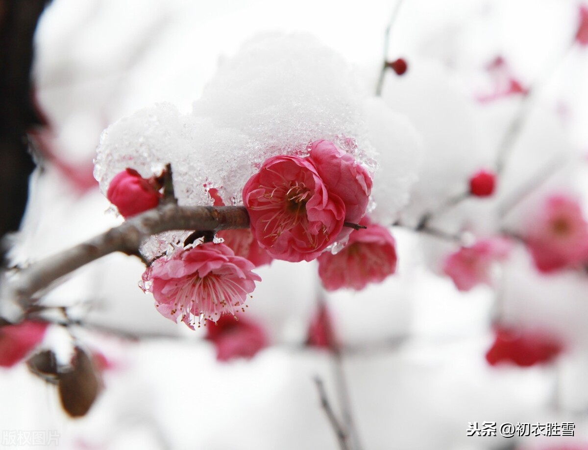 腊前梅雪古诗6首：腊前三白兆丰年，宠光并与梅花新