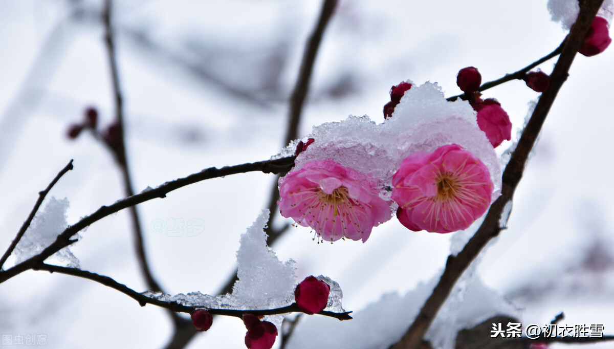 小寒节气美词：天寒二九时，可有梅花寄一枝？