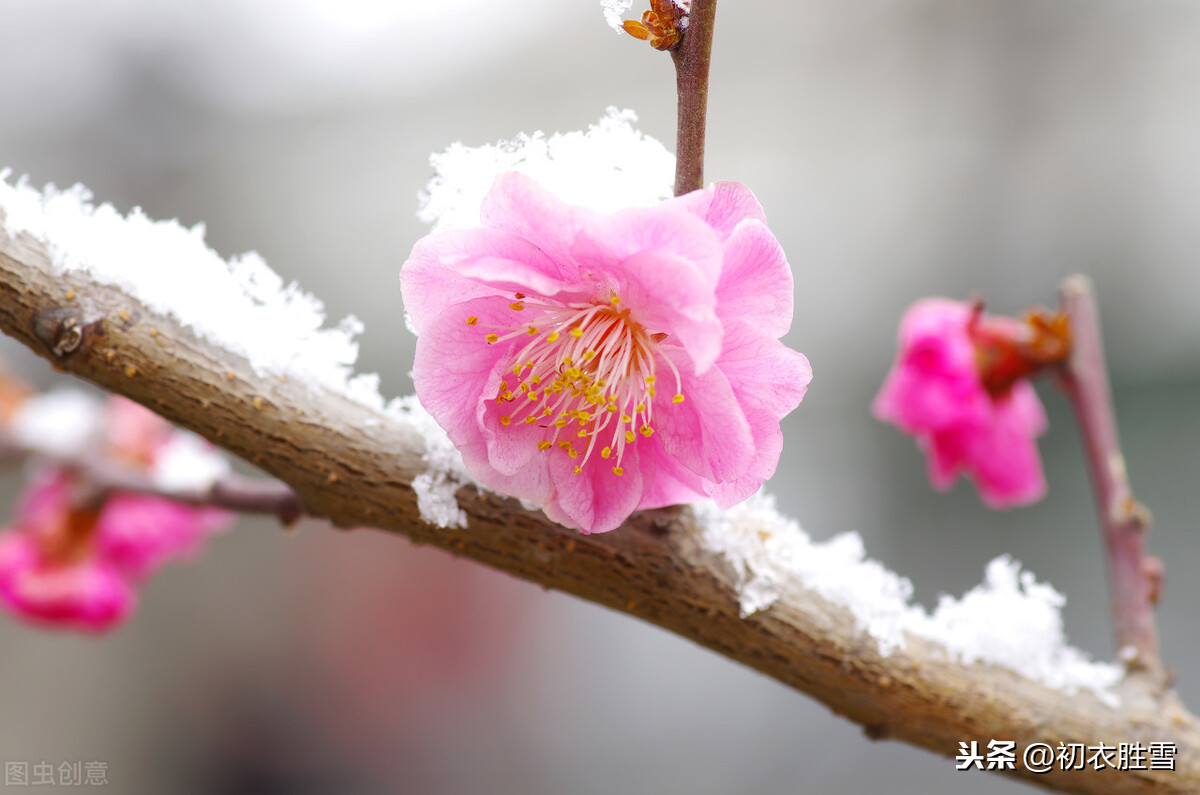 腊前梅雪古诗6首：腊前三白兆丰年，宠光并与梅花新