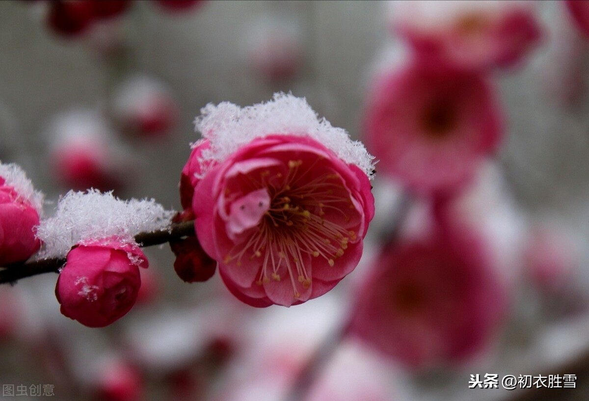 山人舒岳祥梅花诗，春来往，月死生，梅花风雪一诗成