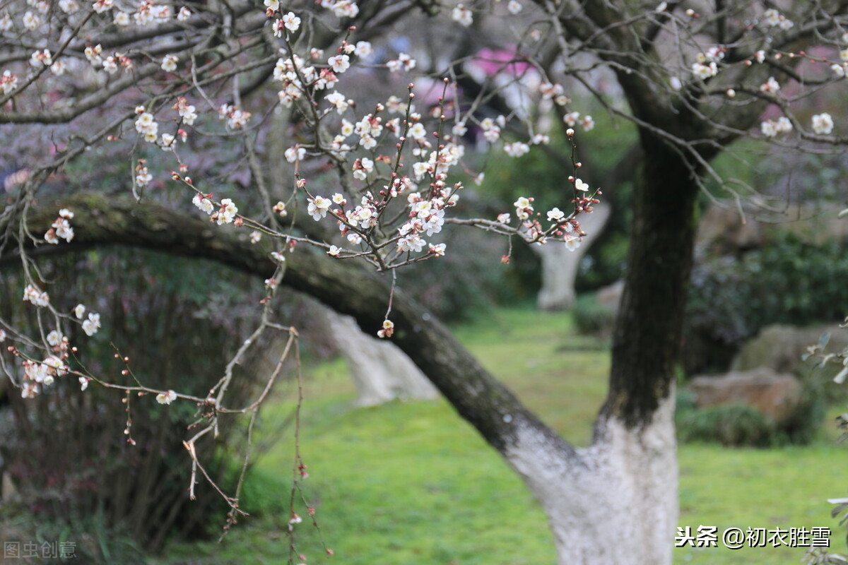 晏几道蕴藉温柔的梅花情词：江南未雪梅花白，淡烟微月中