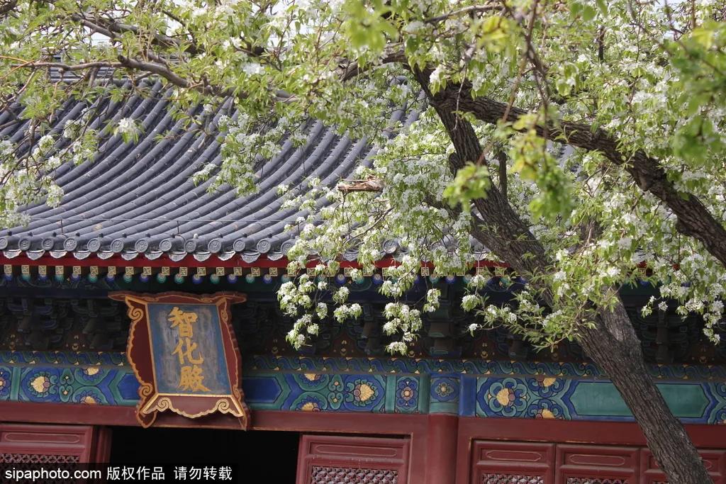 景美人又少！古树梨花下，明代古刹中，流传500年的旋律在北京这里依旧悠扬！