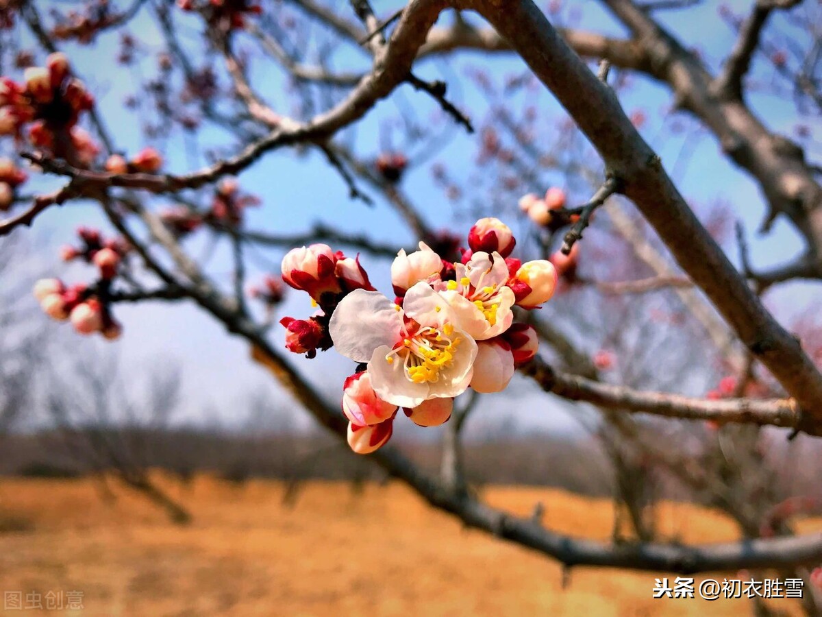 唐诗五言早春梅花五首：看花识梅早，乡思满南枝