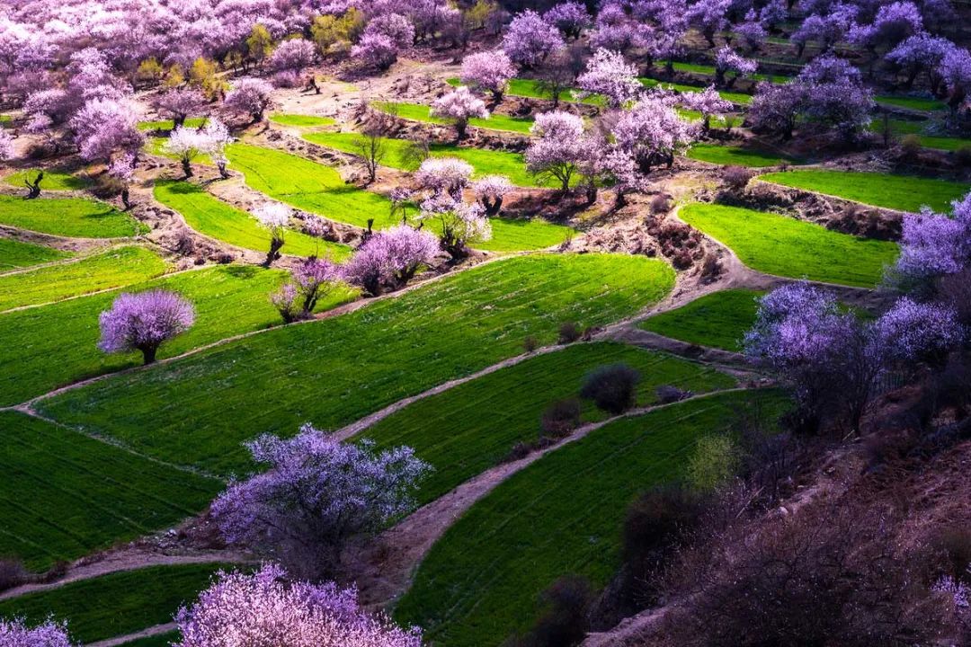 3月最佳旅行地榜单，这十个地方，已然花开成海