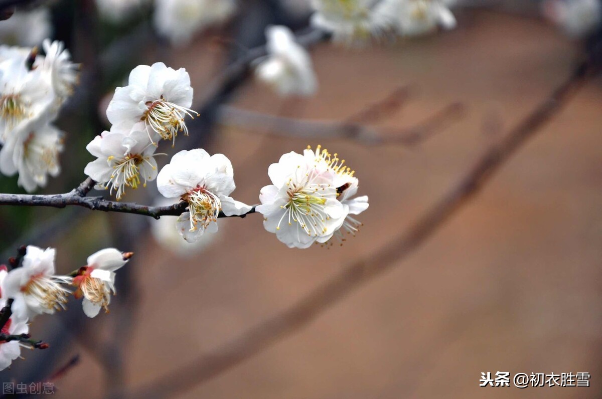 江城五月落梅花，谈谈从汉朝到唐朝，诗词中梅花落的含义和演变