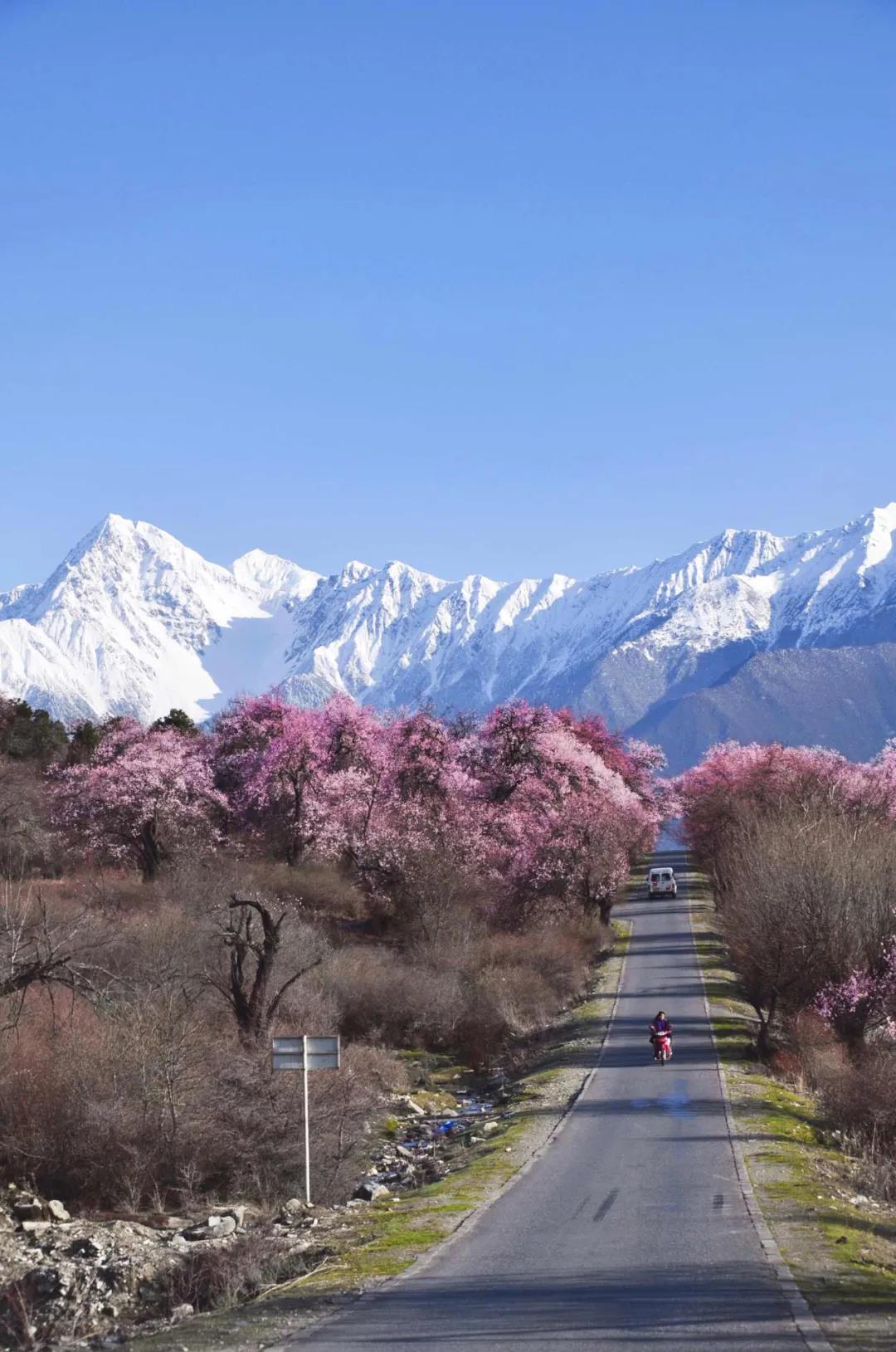 年度旅行3千万人次，被称为“西藏小江南”的林芝，究竟有多美？