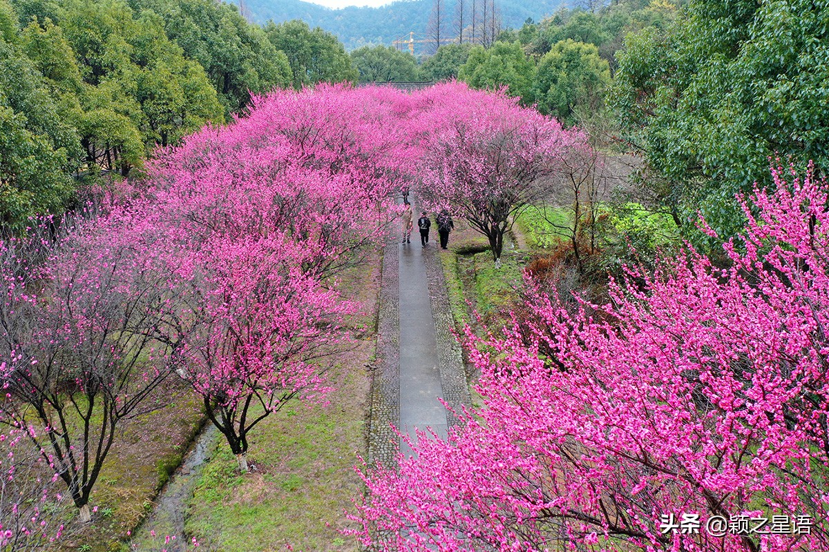 余姚十五岙梅园，缘起黄宗羲，影响深远