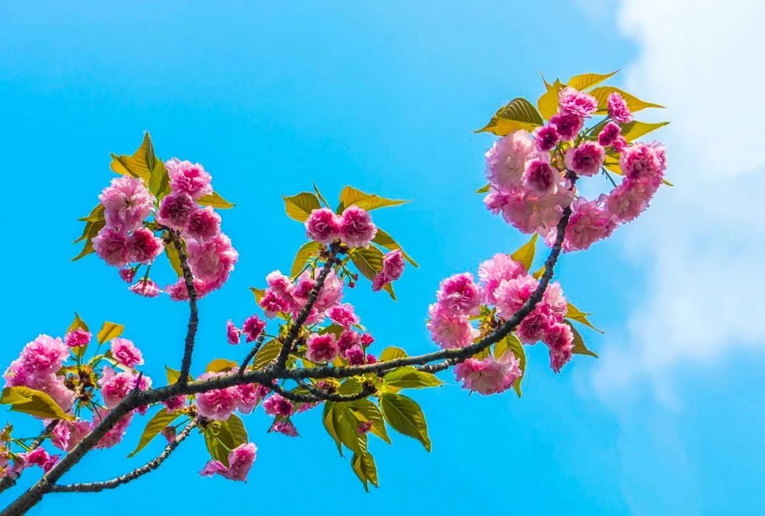 春季赏花指南，一处比一处惊艳，美到犯规